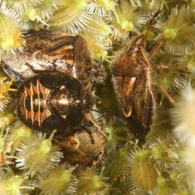 Trichopepla semivittata