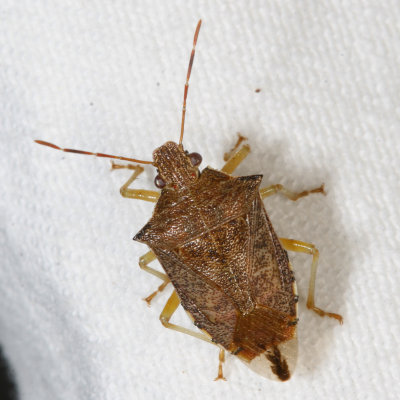 Podisus maculiventris * Spined Soldier Bug