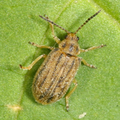 Ophraella communa