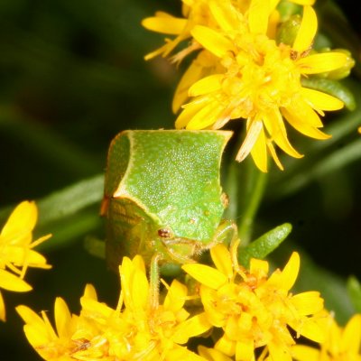 Stictocephala bisonia