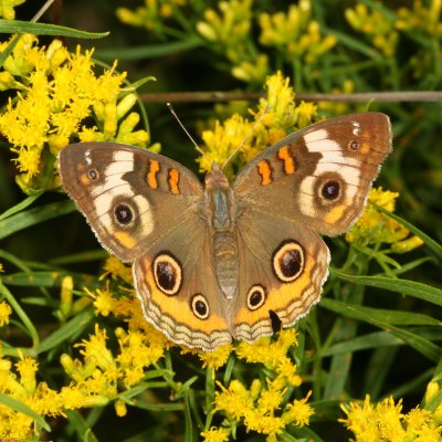 Common Buckeye