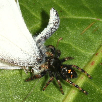 Phidippus audax (Jumping Spider) with Cabbage White