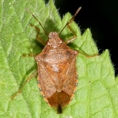 Podisus brevispinus