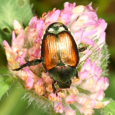 Japanese Beetle - Popillia japonica