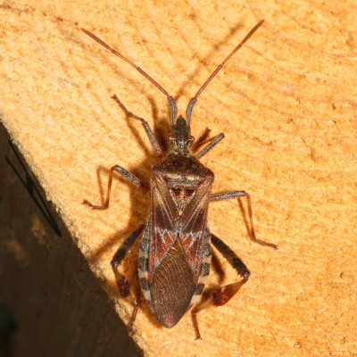 Leptoglossus occidentalis * Western Conifer Seed Bug