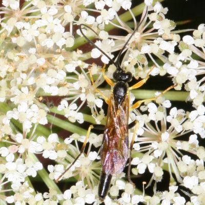 Family Ichneumonidae