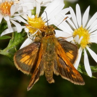 Peck's Skipper ♂