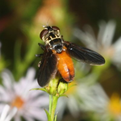 Trichopoda Subgenus Galactomyia