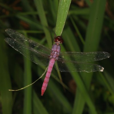 Roseate Skimmer ♂