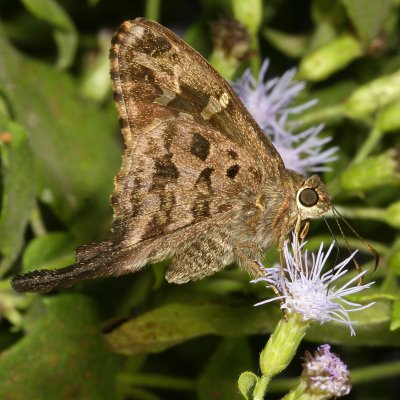 Dorantes Longtail