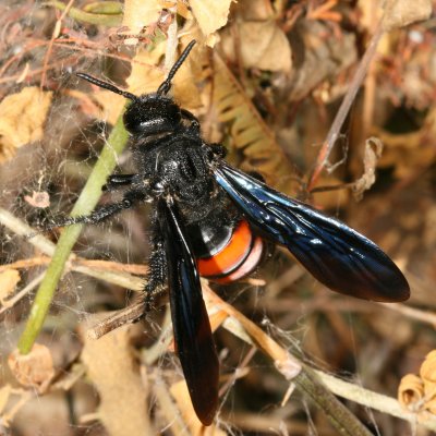 Campsomeris ephippium ♀