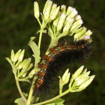 Salt Marsh Moth