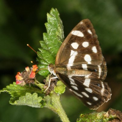 Four-spotted Sailor ♀