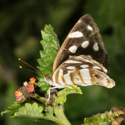 Four-spotted Sailor ♀