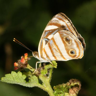 Four-spotted Sailor ♀