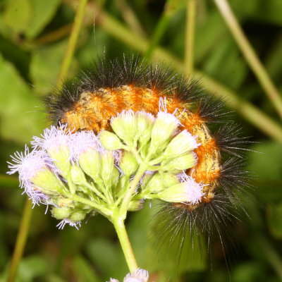 Salt Marsh Moth