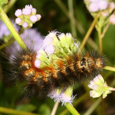 Salt Marsh Moth