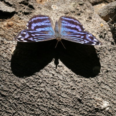 Mexican Bluewing ♂