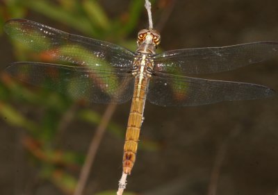 Roseate Skimmer  ♀