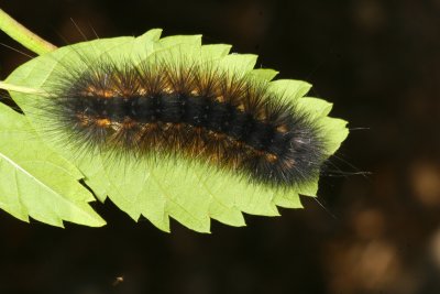 Salt Marsh Moth