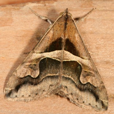 Noctuidae - Catocalinae less Catocala Moths : 8490 - 8769