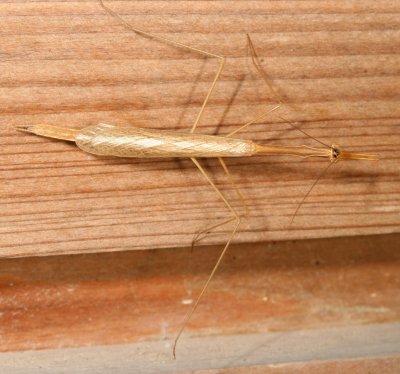 Bistanta campestris