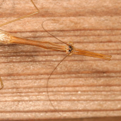 Bistanta campestris