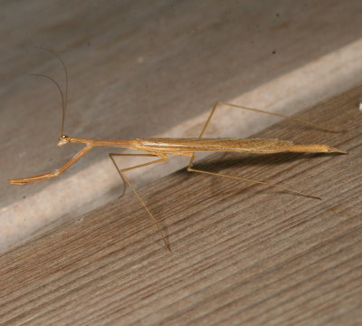 Bistanta campestris