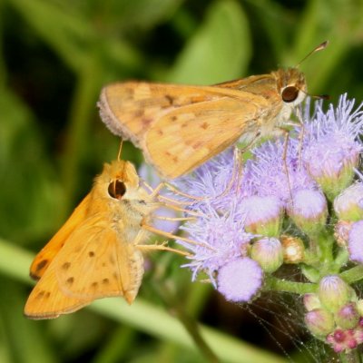 Fiery Skipper