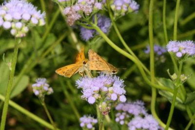 Fiery Skipper