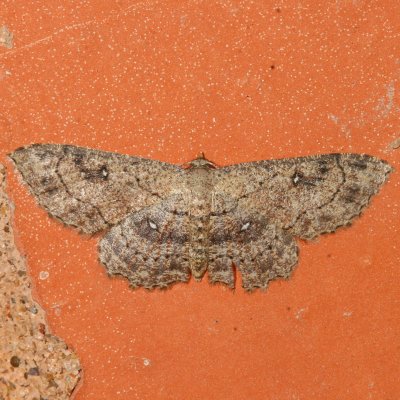 Hodges#7140 * Dwarf Tawny Wave * Cyclophora nanaria