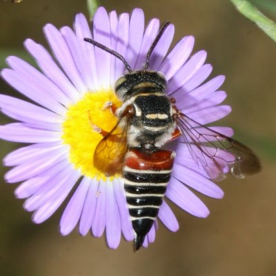 Coelioxys slossoni arenicola