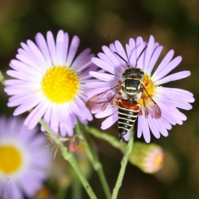 Coelioxys slossoni arenicola