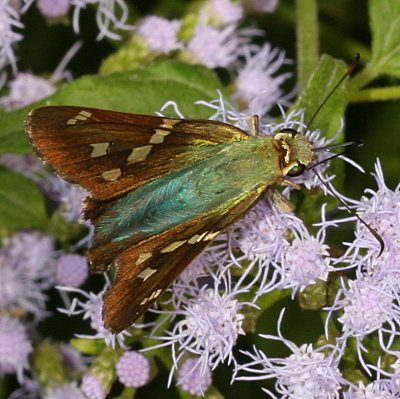 Turquoise Longtail