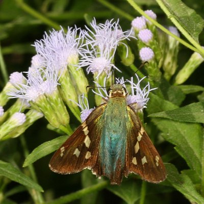 Turquoise Longtail