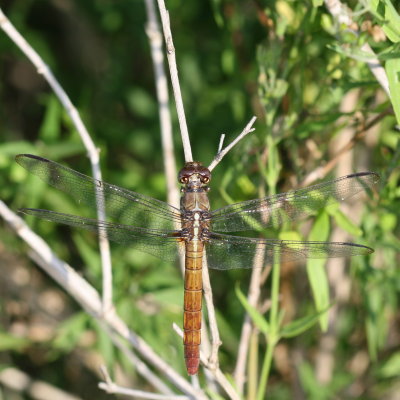 Roseate Skimmer  ♀