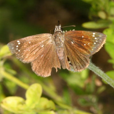 Common Sootywing