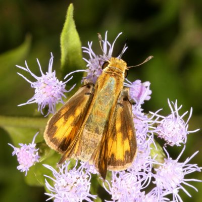 Fiery Skipper ♀