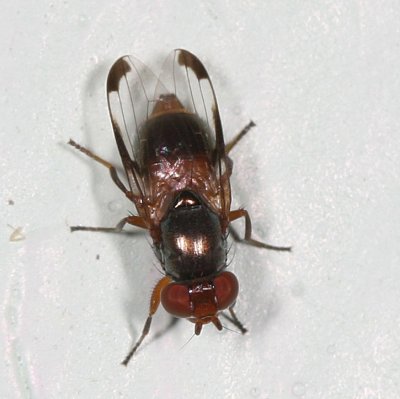 Euxesta basalis group  ♀