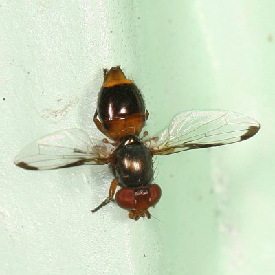 Euxesta basalis group  ♀