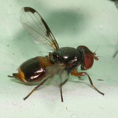 Euxesta basalis group  ♀