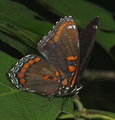 Red - Spotted Purple
