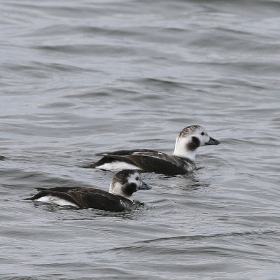 Long-tailed Duck ♀