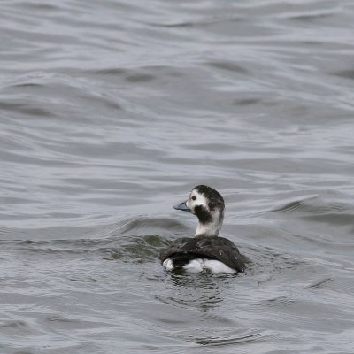 Long-tailed Duck ♀