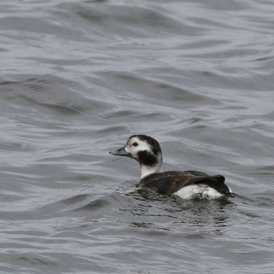 Long-tailed Duck ♀