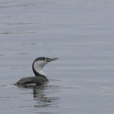 Red-throated Loon