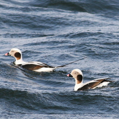 Long-tailed Duck ♂