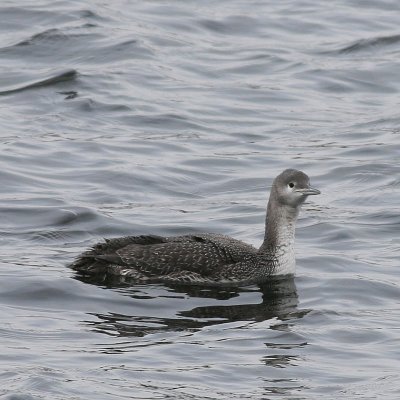 Red-throated Loon / Juvenile