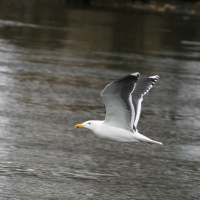 Great Black-backed Gull