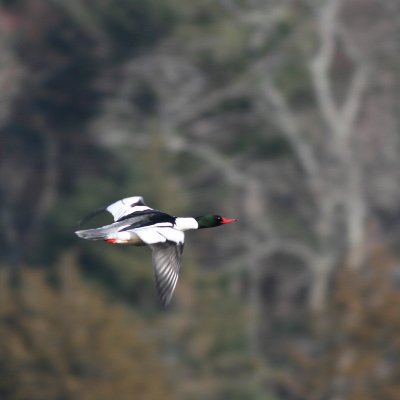 Common Merganser ♂